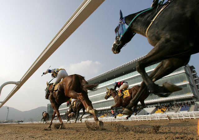 렛츠런파크 부산경남 경마 장면사진렛츠런파크 부산경남