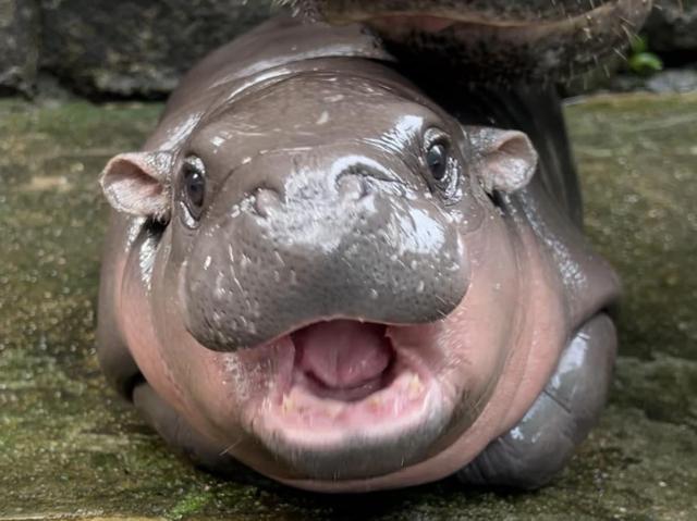 Khao Kheow Open Zoos baby hippopotamus Moo Deng Yonhap