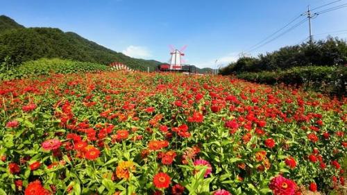 지난 13일 강원 평창군 평창읍 평창강 일대에서 2024평창백일홍축제가 개막했다 이 행사는 ’ 대한민국 가을이 시작되는 곳 평창 천만 송이 백일홍과 함께 걷는 가을 산책’을 주제로 열렸고 22일까지 계속된다 사진평창군