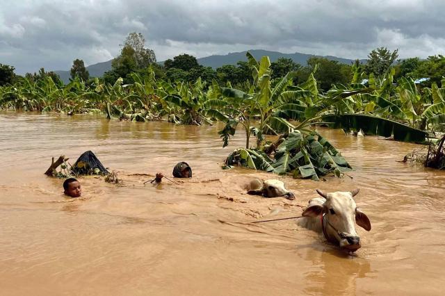 Two men navigate cattle through deep floodwaters in Sin Thay village Pyinmana Myanmar following Typhoon Yagis heavy rainfall on Sept 13 2024