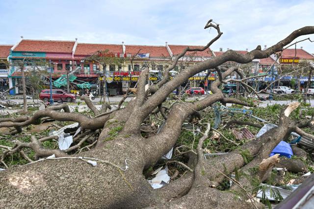 A tree lies on the ground after Ha Long City Quang Ninh Province Vietnam was struck by Typhoon Yagi on Sept 9 AFPYonhap