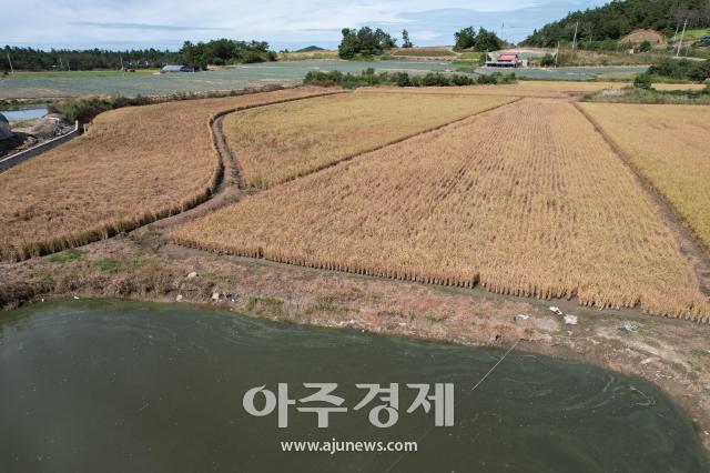 신안군 자은면 백길마을에서  수확을 앞둔 벼와 대파가 누렇게 시들거나 성장을 멈추고 고사되는 피해가 발생해 농심이 시커멓게 타들어 가고 있다사진김옥현 기자