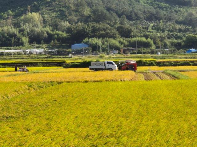 해남군이 지난 21일 집중호우로 피해를 입은 농경지의 복구와 벼멸구 피해 확산 방지에 속도를 높이고 있다사진해남군