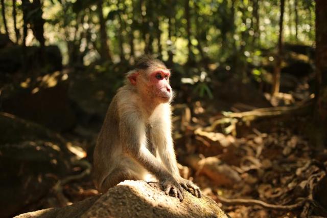 This photo shows a monkey in the wild Getty Images Bank