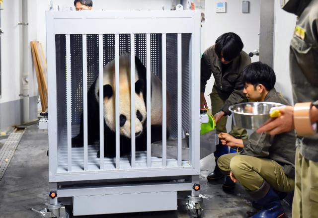 Giant panda Ri Ri loaded into a special container at Ueno Zoo in Tokyo Sept 29 2024 Xinhua-Yonhap