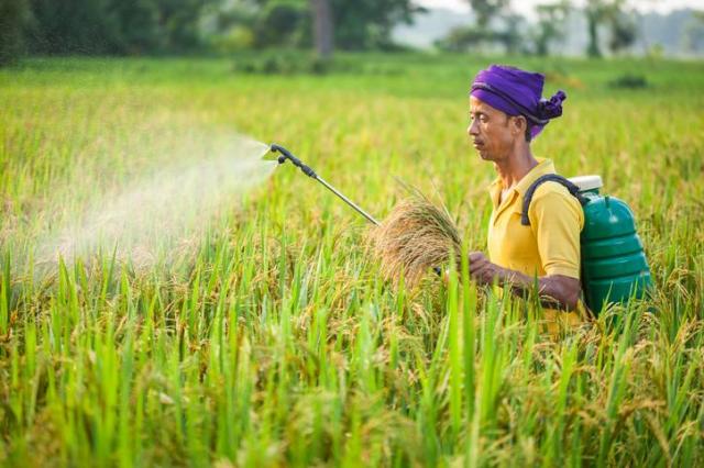 This photo shows an Indian farmer spraying insecticides in a paddy field while holding crops Getty Images Bank