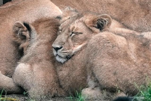 This photo shows lions sleeping together in a zoo Monday Sept 30 2024 AFP-Yonhap