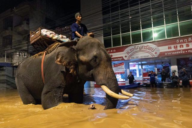 An elephant wades through flood waters to help bring relief supplies to villagers in Chiang Mai Province Thailand Sunday Oct 6 2024 AP-Yonhap