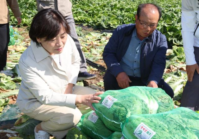 송미령 농림축산식품부 장관이 9일 충북 단양군 일원의 배추밭을 찾아 10월 중순과 하순에 출하될 배추 생육 상황과 출하 동향을 점검하고 있다