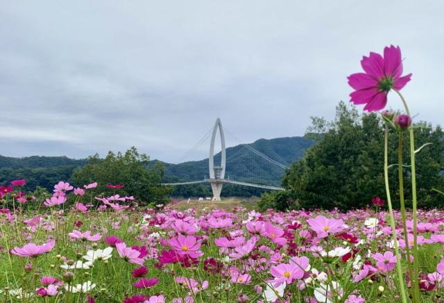 임실군 옥정호 요산공원에 핀 코스모스꽃사진임실군