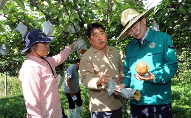 윤병태 나주시장사진 맨 오른쪽이 배 일소피해 농가를 찾아 과실 상태를 살펴보고 있다사진나주시