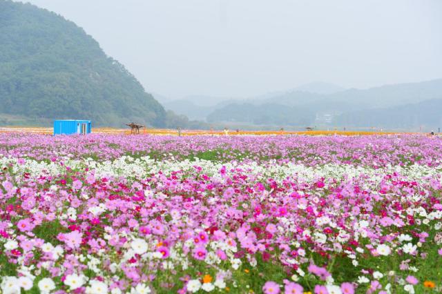 구드래 코스모스 전경사진부여군