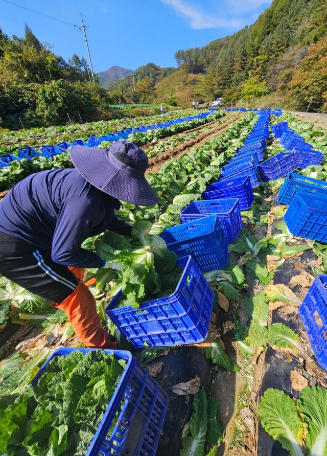 17일 강원 평창군 방림면 계촌리 준고랭지에서 농민들이 배추를 수확하고 있다사진연합뉴스