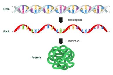  RNA, 노벨상 수상으로 관심집중…다양한 질병치료 가능성 높여