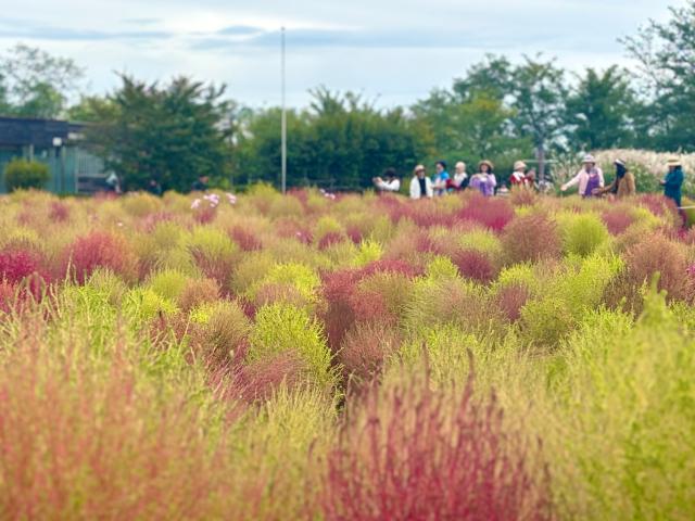 Visitors enjoy the scenery at the Seoul silvergrass festival in Seoul Oct 21 2024 AJP Han Jun-gu