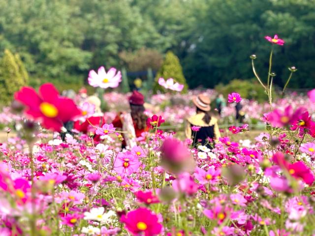 Visitors enjoy the scenery at the Seoul silvergrass festival in Seoul Oct 21 2024 AJP Han Jun-gu