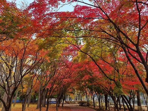 韩国最佳赏枫期来临 首尔市评选103处赏枫路