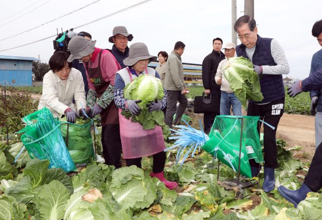 한덕수 국무총리가 27일 충남 아산시 배방읍의 한 배추밭을 찾아 송미령 농림축산식품부 장관과 함께 배추 수확을 하고 있다 사진연합뉴스