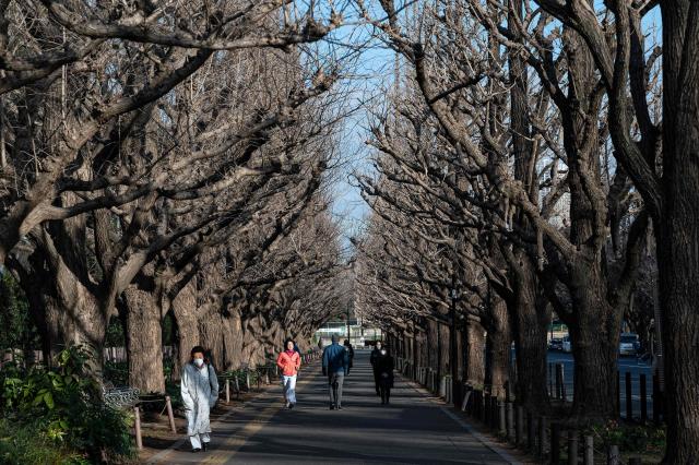 This photo shows passerby walking under gingko trees lining Jingu Gaien Gingko Avenue in central Tokyo Feb17 2023 AFP-Yonhap