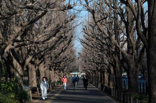 Tokyo begins tree removal for contested urban development project