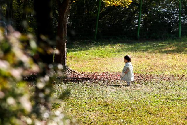 A child plays on the grass at Seoul Grand Park in Gwacheon Gyeonggi Province on Oct 30 2024 AJP Kim Dong-woo