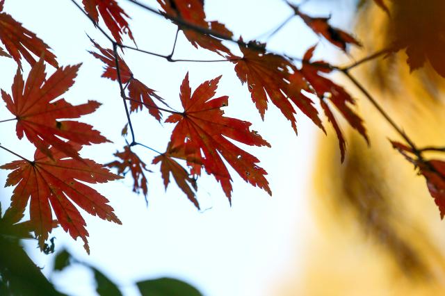 Fall leaves turn red at Seoul Grand Park in Gwacheon Gyeonggi Province on Oct 30 2024 AJP Kim Dong-woo
