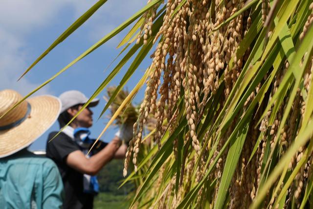 Rice are hanged to dry in Kamimomi village Okayama prefecture Japan on Sept 7 2024 AP-Yonhap