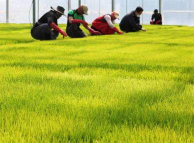 정부 대책에도 산지 쌀값 하락세 지속…한 가마에 18만원대