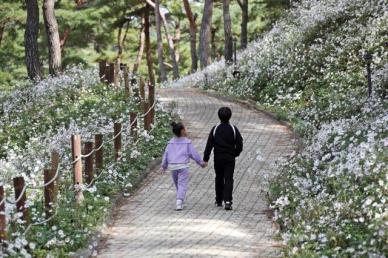 정읍 구절초정원·내장산, 열린 관광지로 변신