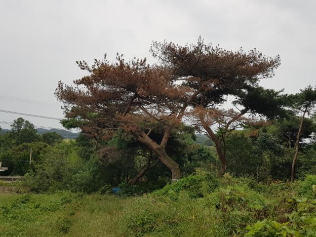 재선충병 감염목 모습사진충남도