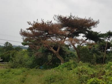 충남도, 소나무재선충병 청정지역 회복 총력