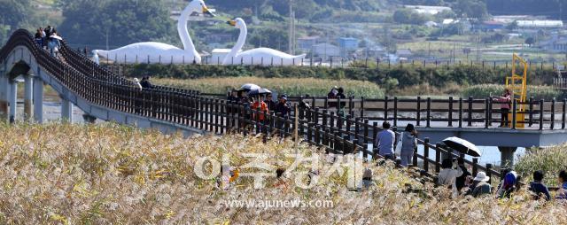 제9회 강진만 춤추는 갈대축제가 강진만 생태공원에서 열렸다사진강진군