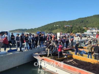 신안군, 2025년산 첫 햇김 위판 시작…9600만원 판매고