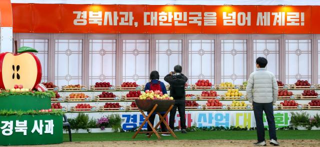 Visitors look at apples on display at the Gyeongbuk Apple Festival at Seoul Plaza on Nov 5 2024 AJP Kim Dong-woo