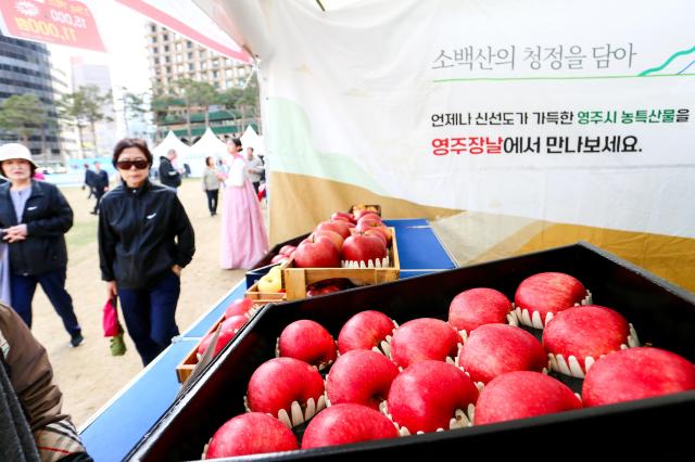 Visitors look at apples on display at the Gyeongbuk Apple Festival at Seoul Plaza on Nov 5 2024 AJP Kim Dong-woo