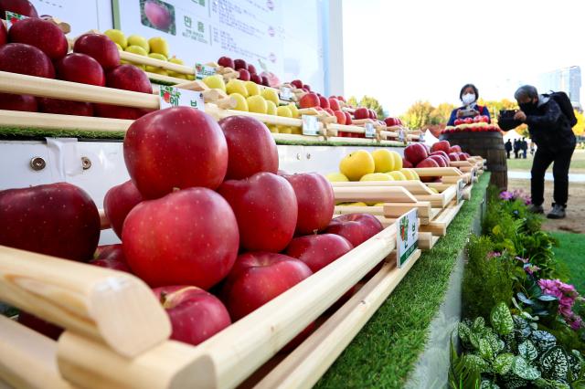 Visitors look at apples on display at the Gyeongbuk Apple Festival at Seoul Plaza on Nov 5 2024 AJP Kim Dong-woo