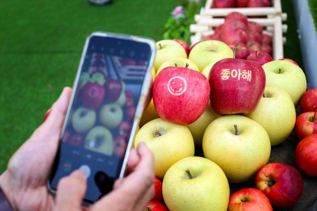 A visitor takes a photo at the Gyeongbuk Apple Festival at Seoul Plaza on Nov 5 2024 AJP Kim Dong-woo