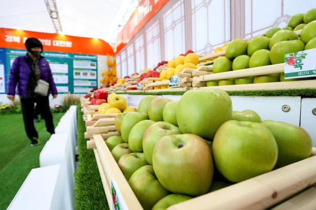 A visitor looks at apples at the Gyeongbuk Apple Festival at Seoul Plaza on Nov 5 2024 AJP Kim Dong-woo