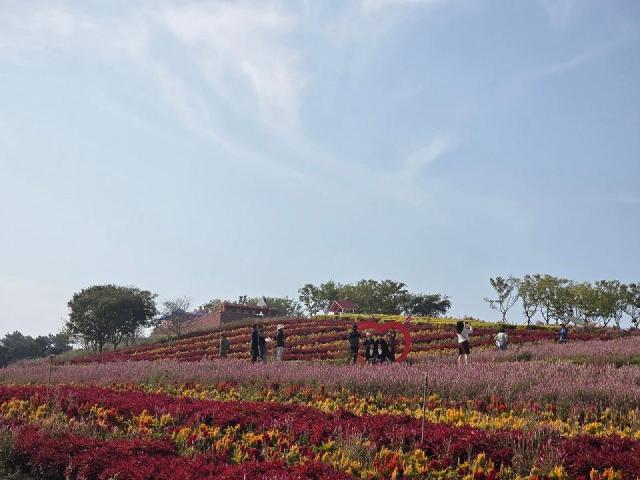 관광객들이 맨드라미정원을 관람하고 있다사진신안군