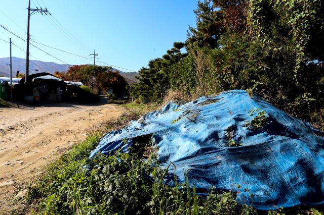 A view of a greenbelt area in Seocho-gu Seoul on Nov 7 2024 AJP Kim Dong-woo