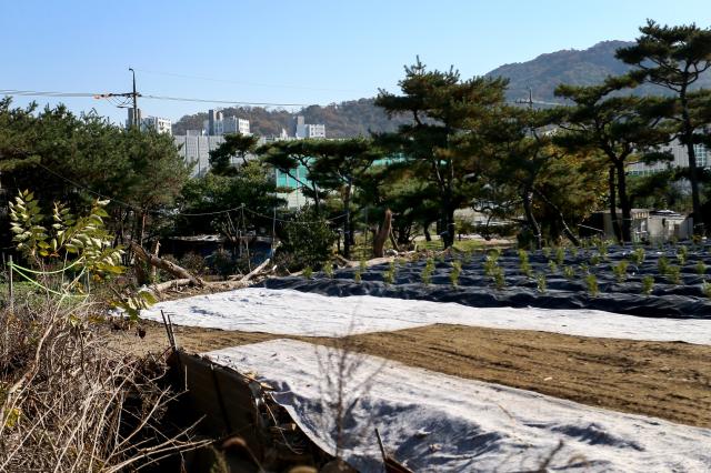 Apartment complexes are seen behind a greenbelt area in Seocho-gu Seoul on Nov 7 2024 AJP Kim Dong-woo