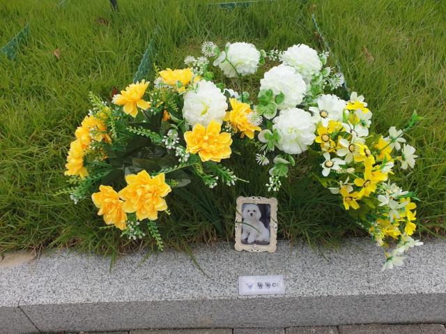 Imitative flowers decorate a grave of a white dog outside Four Paws Hwaseong Oct 19 2024 AJP Kim Dong-young