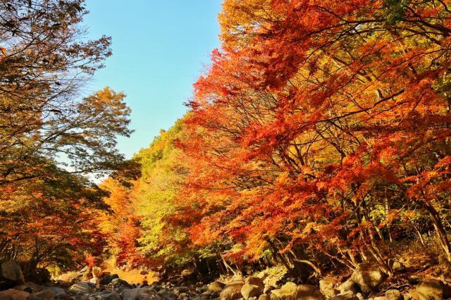 천아숲길 사진제주관광협회