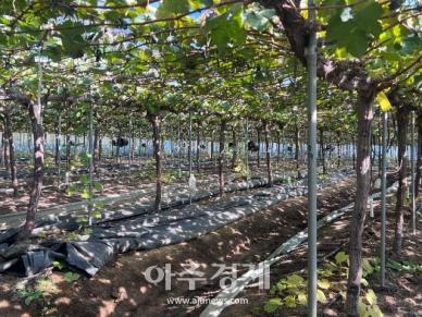 [르포] 해발 300m의 단맛...이마트, 샤인머스캣 고품질 직접 관리한다