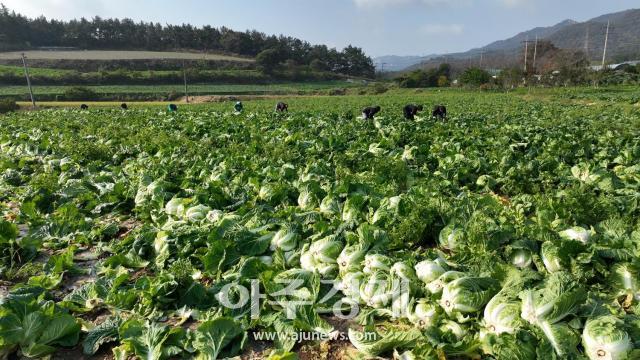 해남군 북평면 배추 수확현장사진해남군