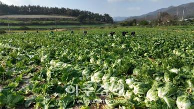 명품 해남배추 본격 수확...김장 걱정 마세요