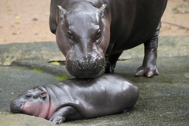 Moo Deng and her mother Jona are seen at the Khao Kheow Open Zoo in Chonburi province Thailand Sept 19 2024 AP-Yonhap