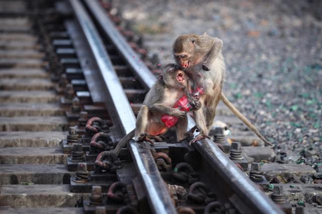 Thailands monkey city grapples with mass escape of 200 primates from shelter