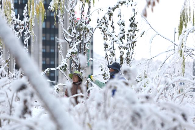 Citizens look at snow-covered trees in Seoul on Nov 27 2024 AJP Han Jun-gu