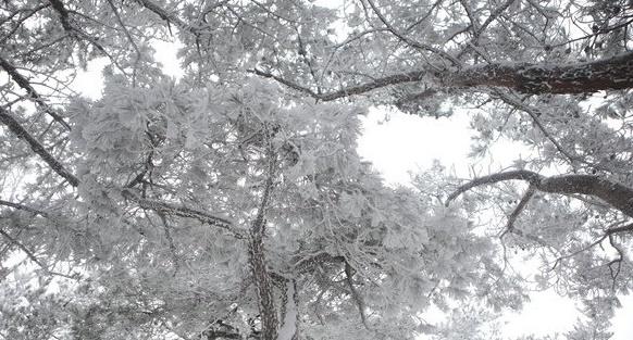 나무에 눈이 쌓여있다 본 기사 내용과 관련 없음 사진연합뉴스